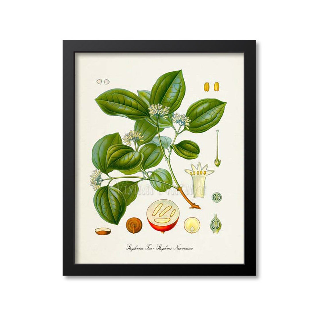 Strychnine Tree Vintage Botanical Scientific Illustration Wall Poster