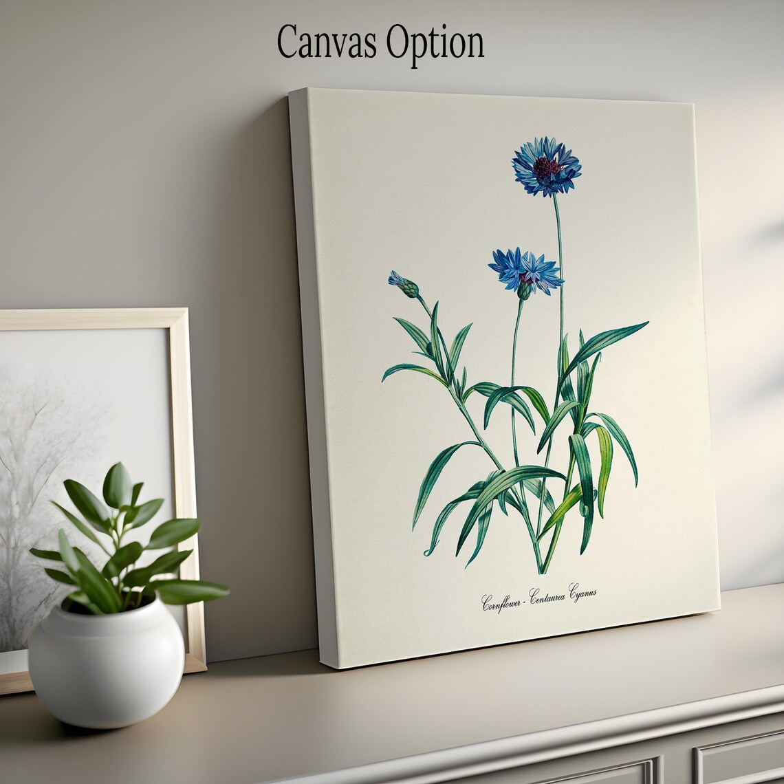 Cornflower Botanical Art Print, Floral Redoute - Image 2