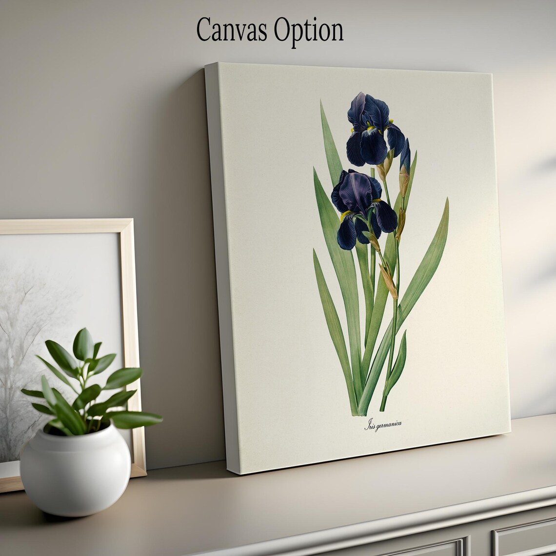 Bearded Iris Botanical Art Print, Redoute Iris - Image 2