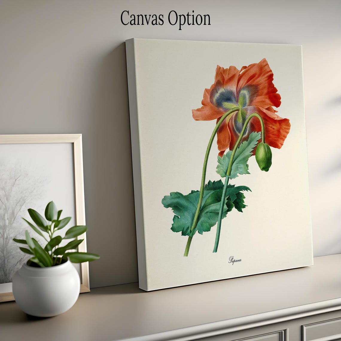 Oriental Red Poppy Bloom Vintage Papaver Botanical Study Poster - Image 2