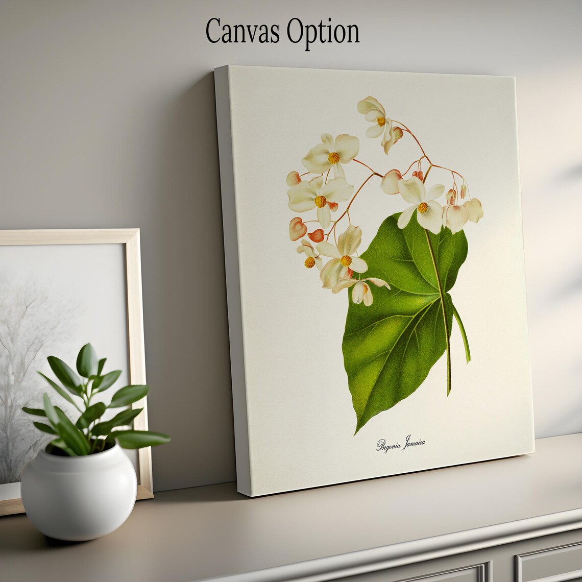 Begonia Jamaica Flower Floral Botanical Art Print - Image 2