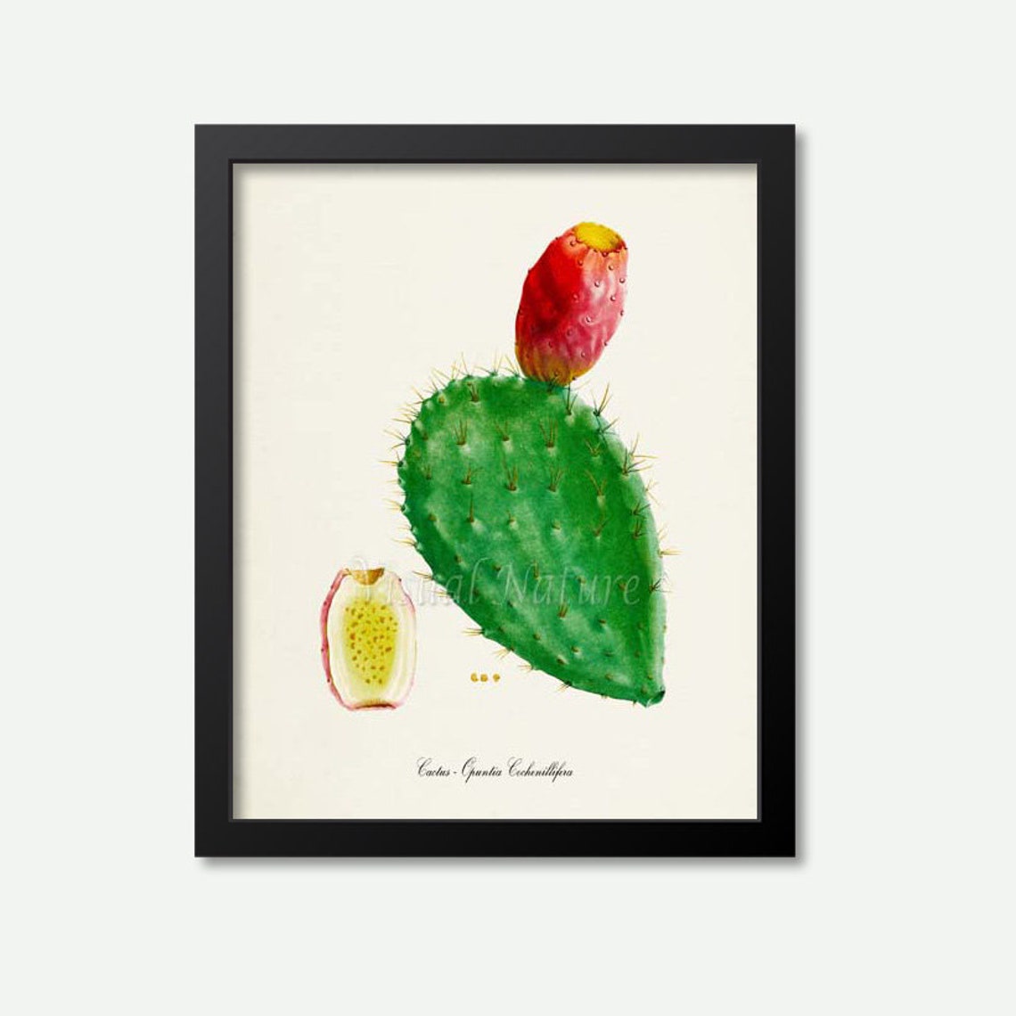 Prickly Pear Cactus Opuntia Fruit Vintage Botanical Study Poster
