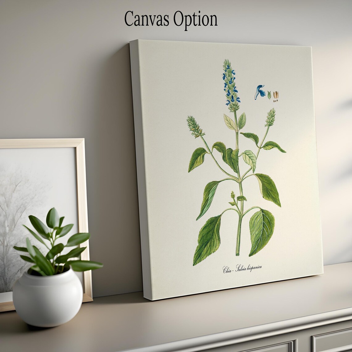 Chia Flower Botanical Art Print, Blue Salvia Hispanica - Image 2