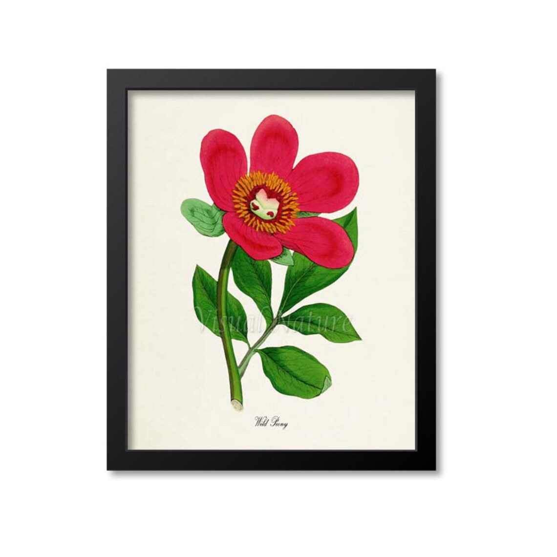 Wild Peony Botanical Art Print, Paeonia Officinalis