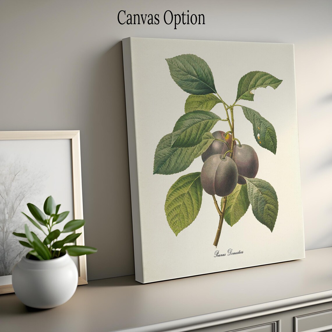 Plum Botanical Art Print, Prunus Domestica Study - Image 2