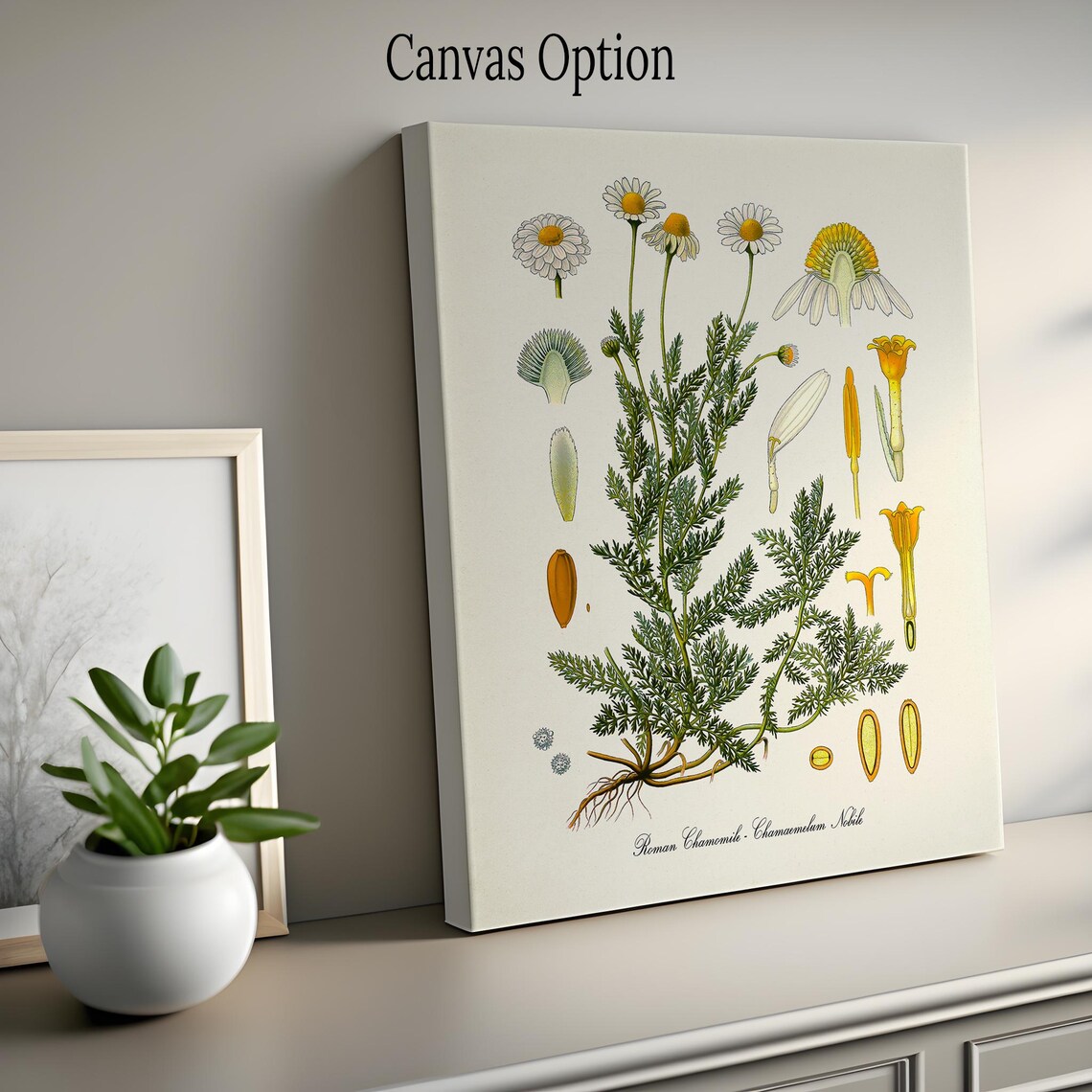 Roman Chamomile Botanical Art Print, Aromatherapy - Image 2