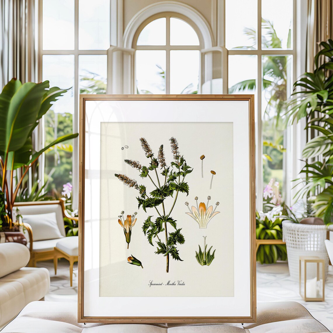 Spearmint Botanical Art Print, Mentha Viridis - Image 3