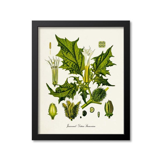 Jimsonweed Botanical Art Print, Datura Stramonium