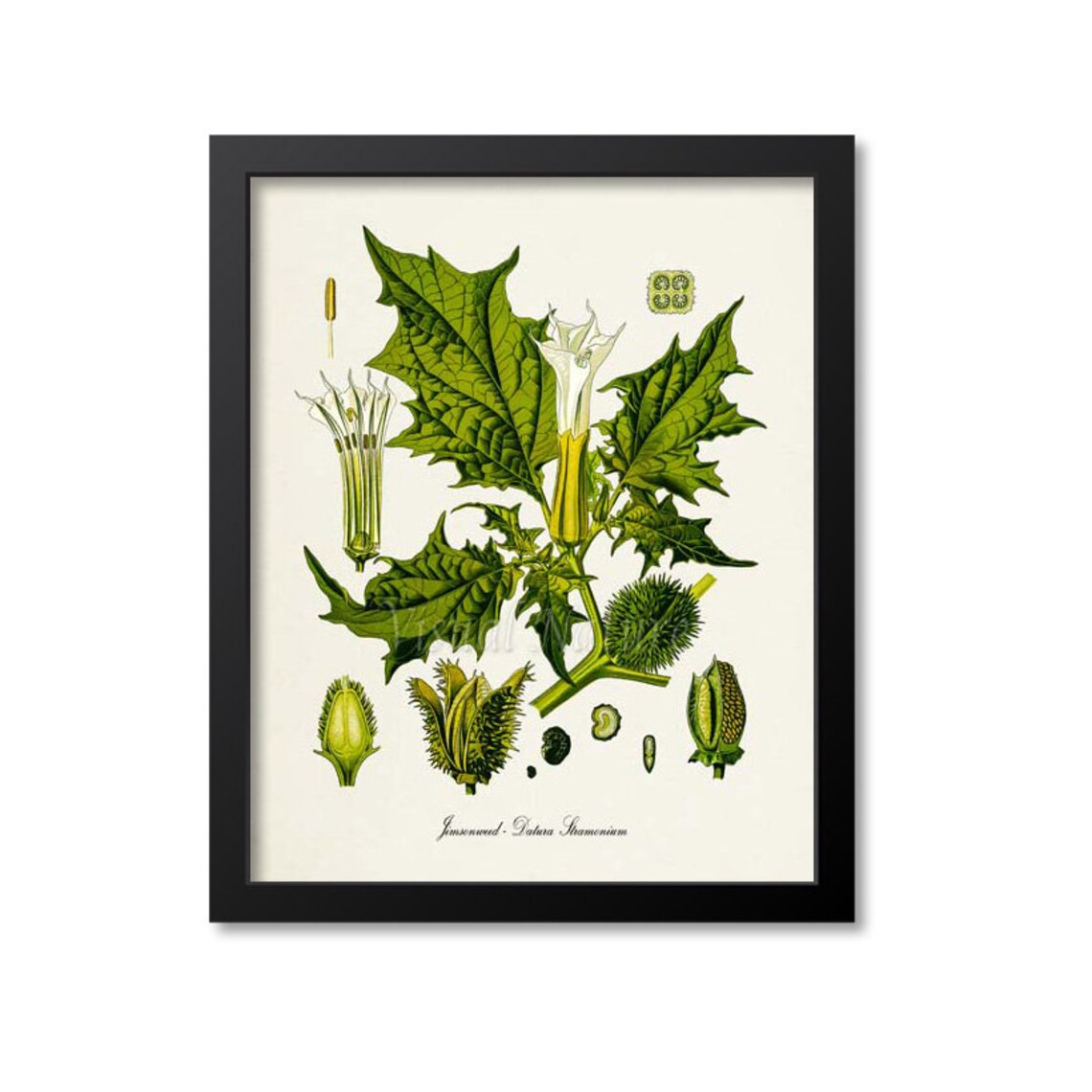 Jimsonweed Botanical Art Print, Datura Stramonium