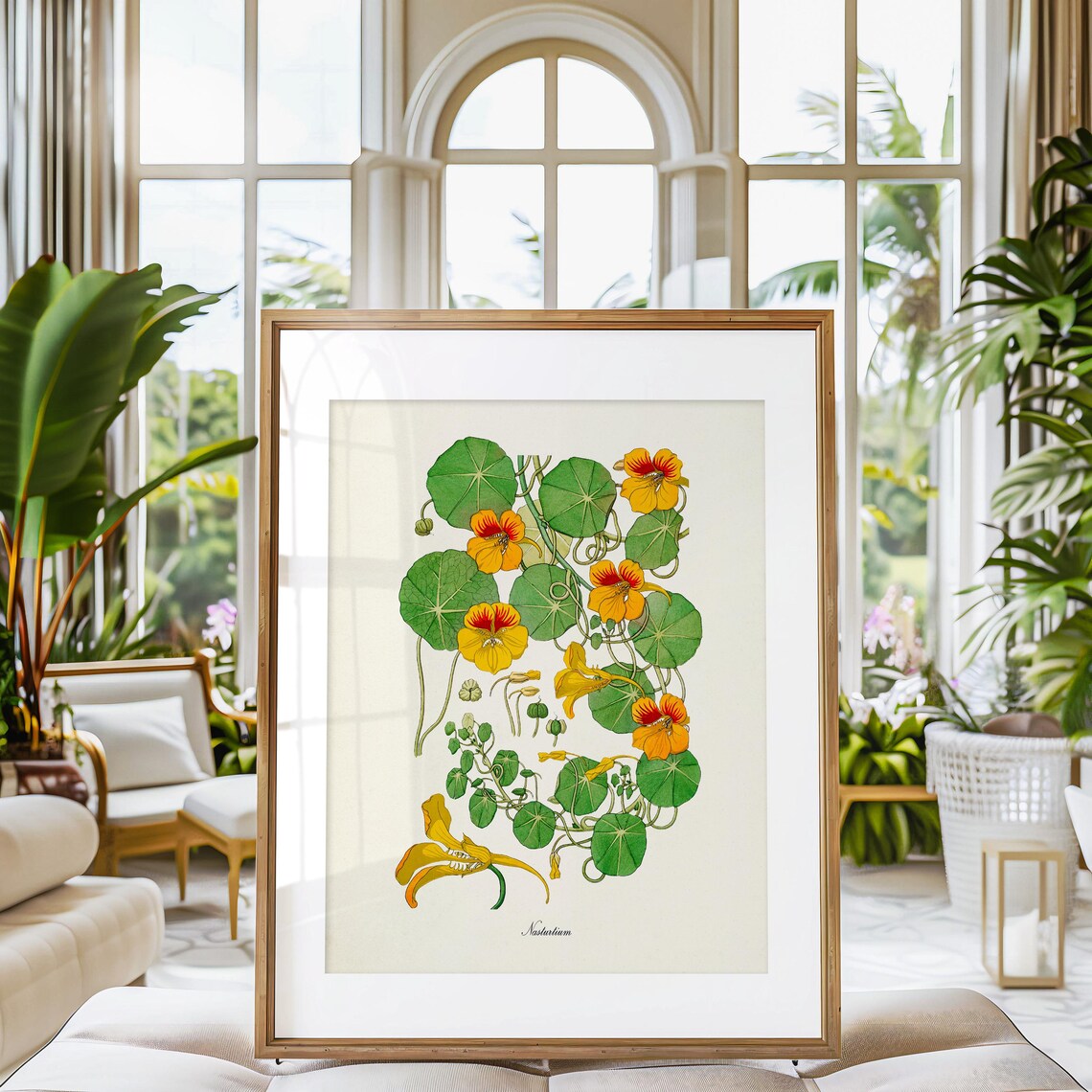 Nasturtium Botanical Wall Art Print, Tropaeolum - Image 3