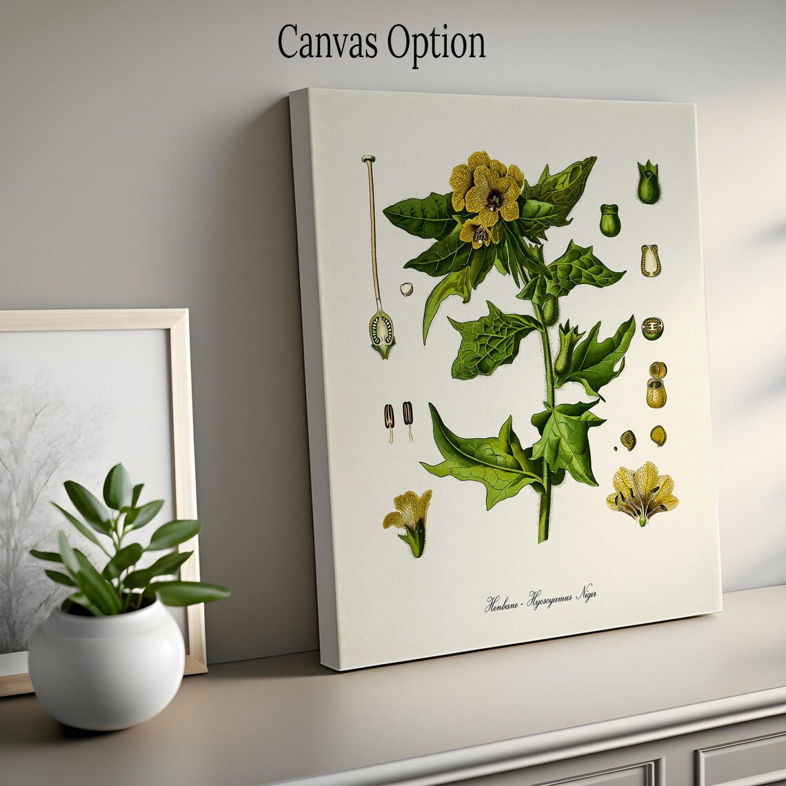 Henbane Botanical Art Print, Stinking Nightshade - Image 2