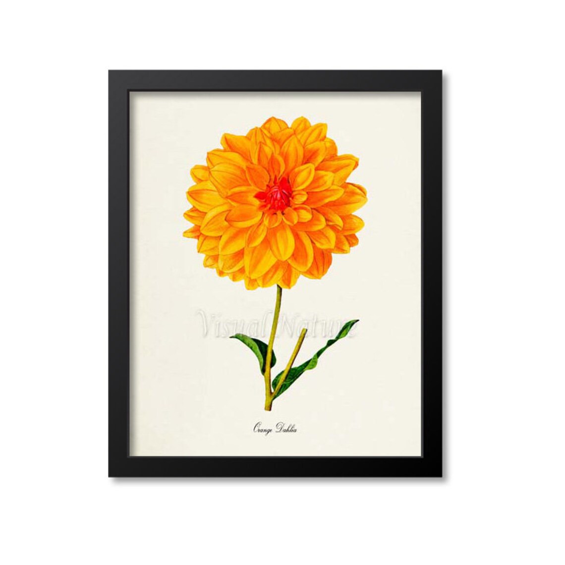 Orange Dahlia Flower Art Print, Botanical Decor
