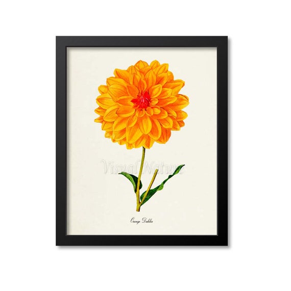 Orange Dahlia Flower Art Print, Botanical Decor