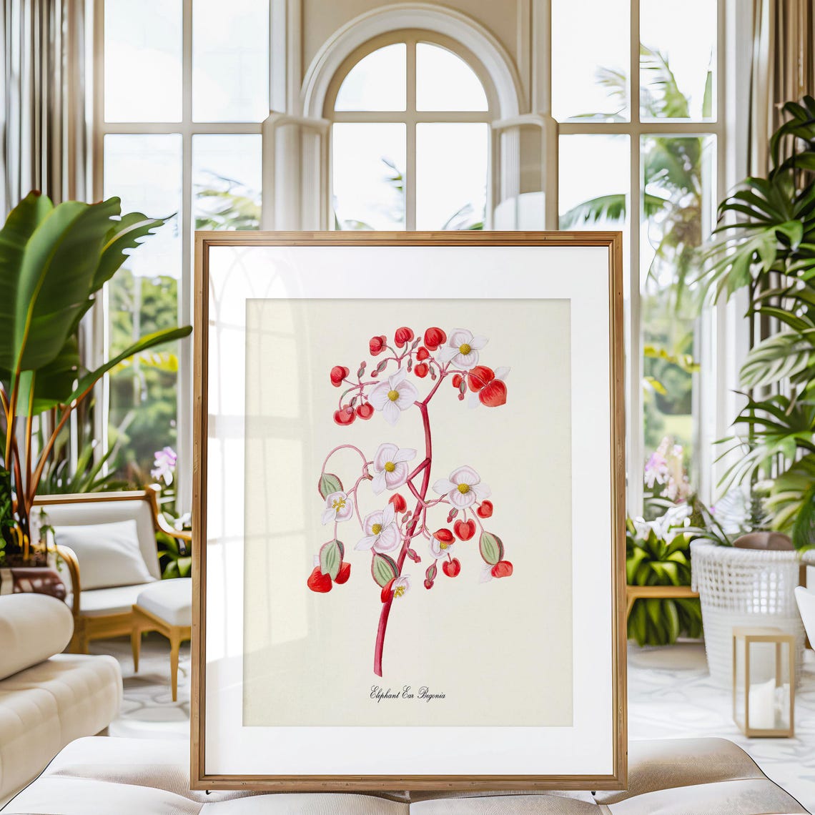 Elephant Ear Begonia Red White Flowers Vintage Botanical Art Poster - Image 3