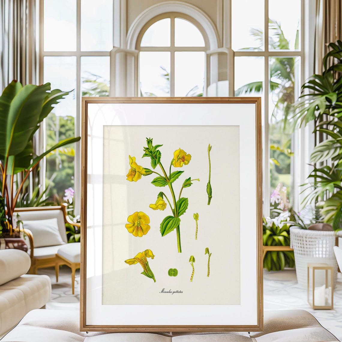 Yellow Monkeyflower Mimulus Guttatus Flower Study Art Poster - Image 3