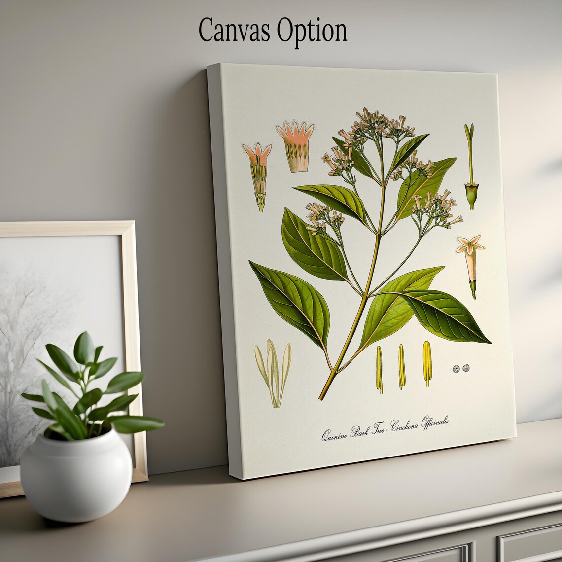 Quinine Bark Tree Botanical Art Print, Cinchona - Image 2