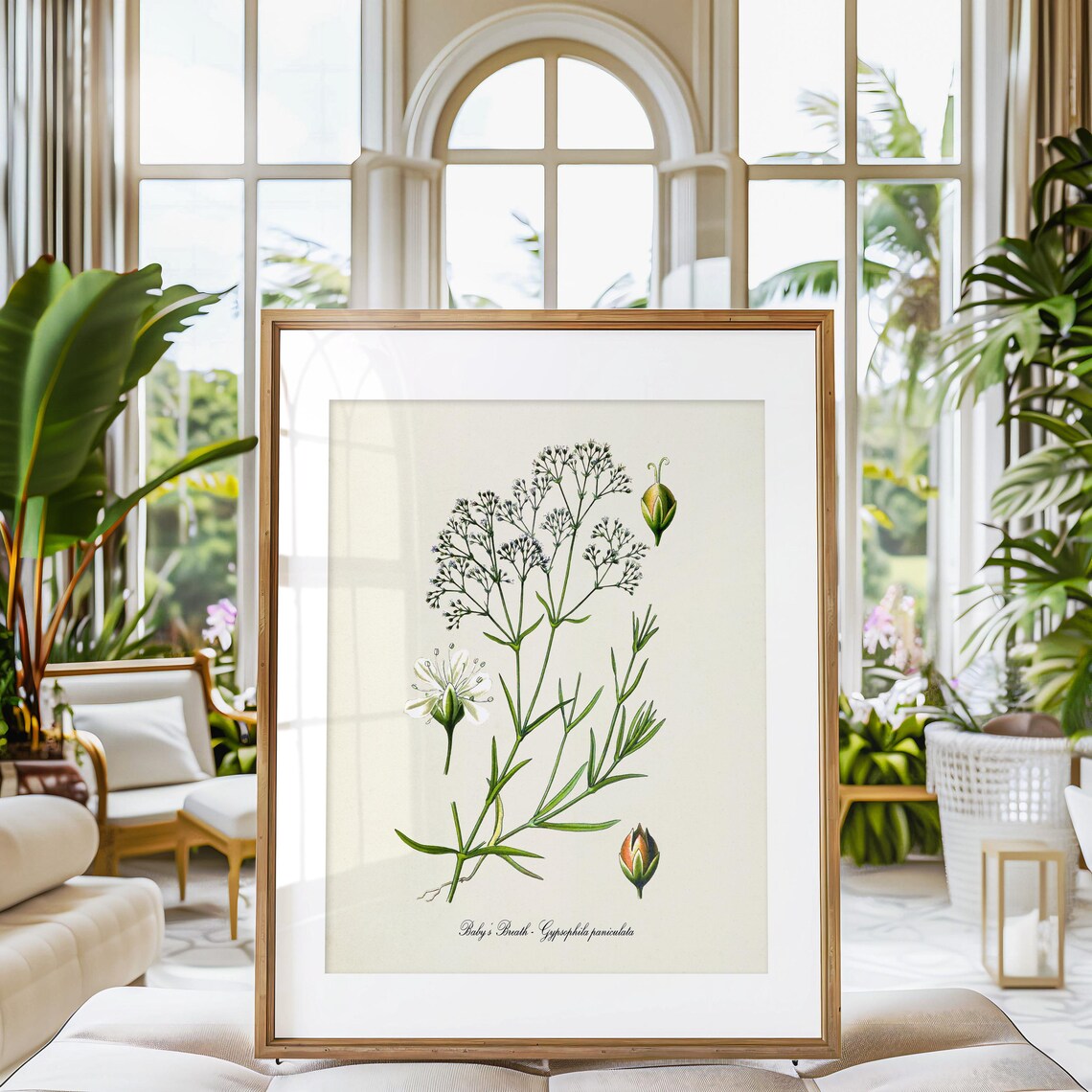 Baby's Breath Botanical Art Print, Gypsophila - Image 3