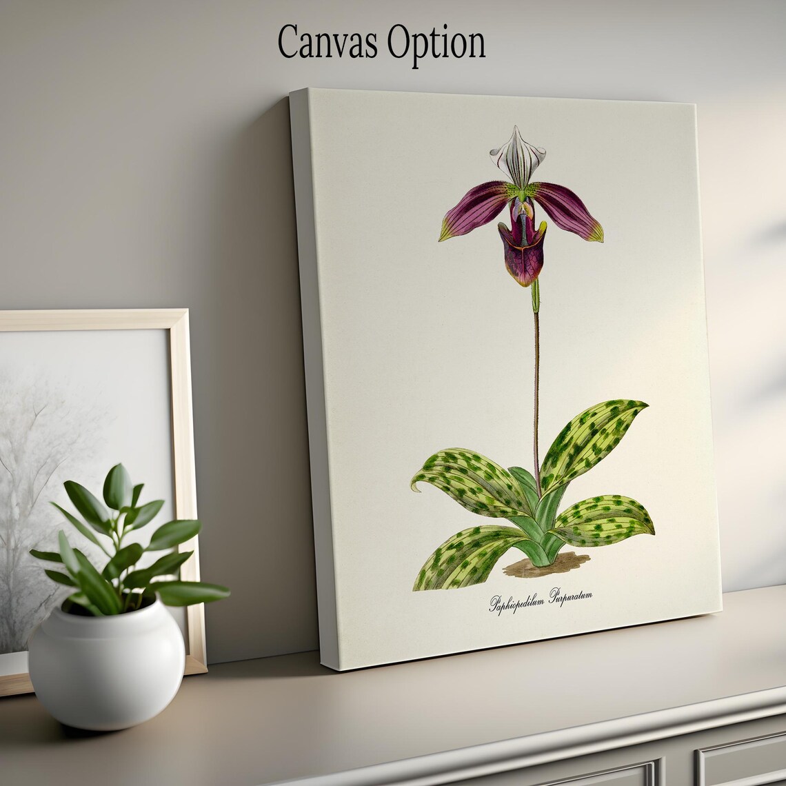 Paphiopedilum Purpuratum Orchid Flower Art Print - Image 2