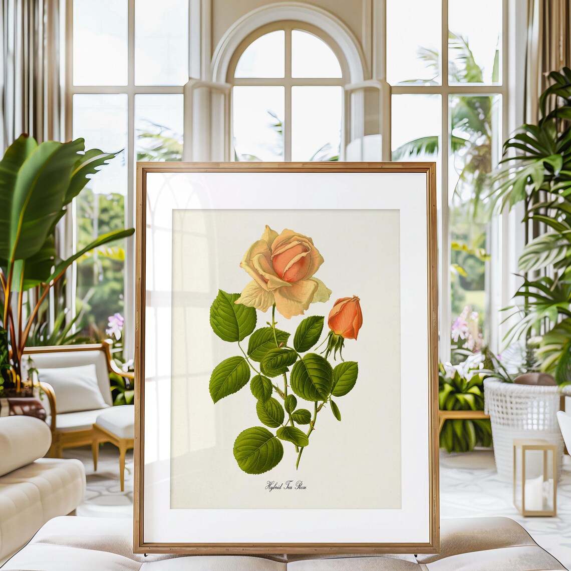 Hybrid Tea Rose Botanical Art Print, Floral Study - Image 3