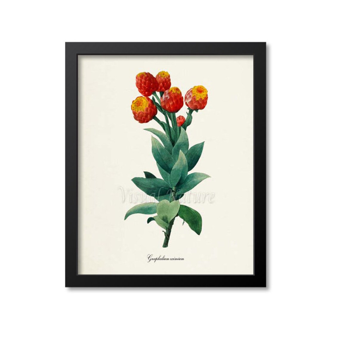 Gnaphalium Eximium Botanical Art Print, Redoute