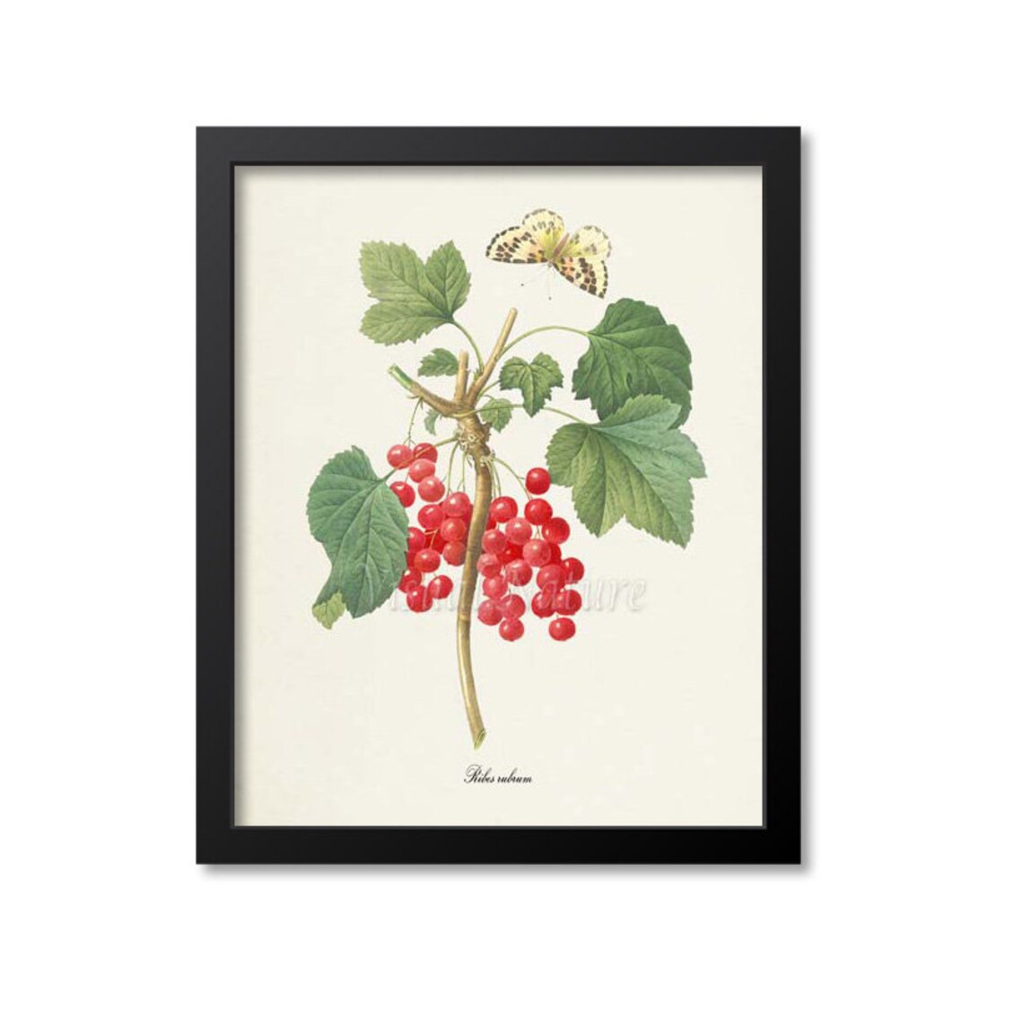 Redcurrant Botanical Print, Redouté Style Art Print