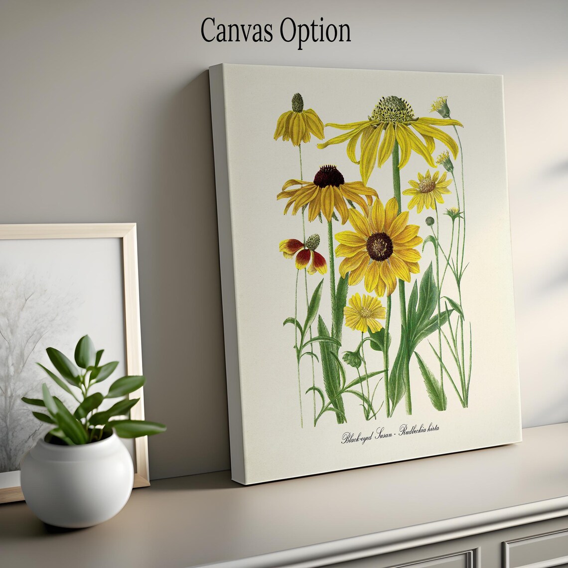 Black Eyed Susan Botanical Art Print, Vintage Floral - Image 2