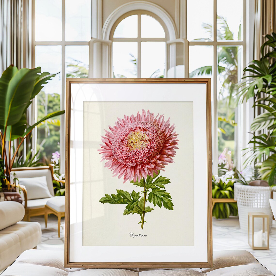 Chrysanthemum Flower Botanical Art Print, Pink Mum - Image 3