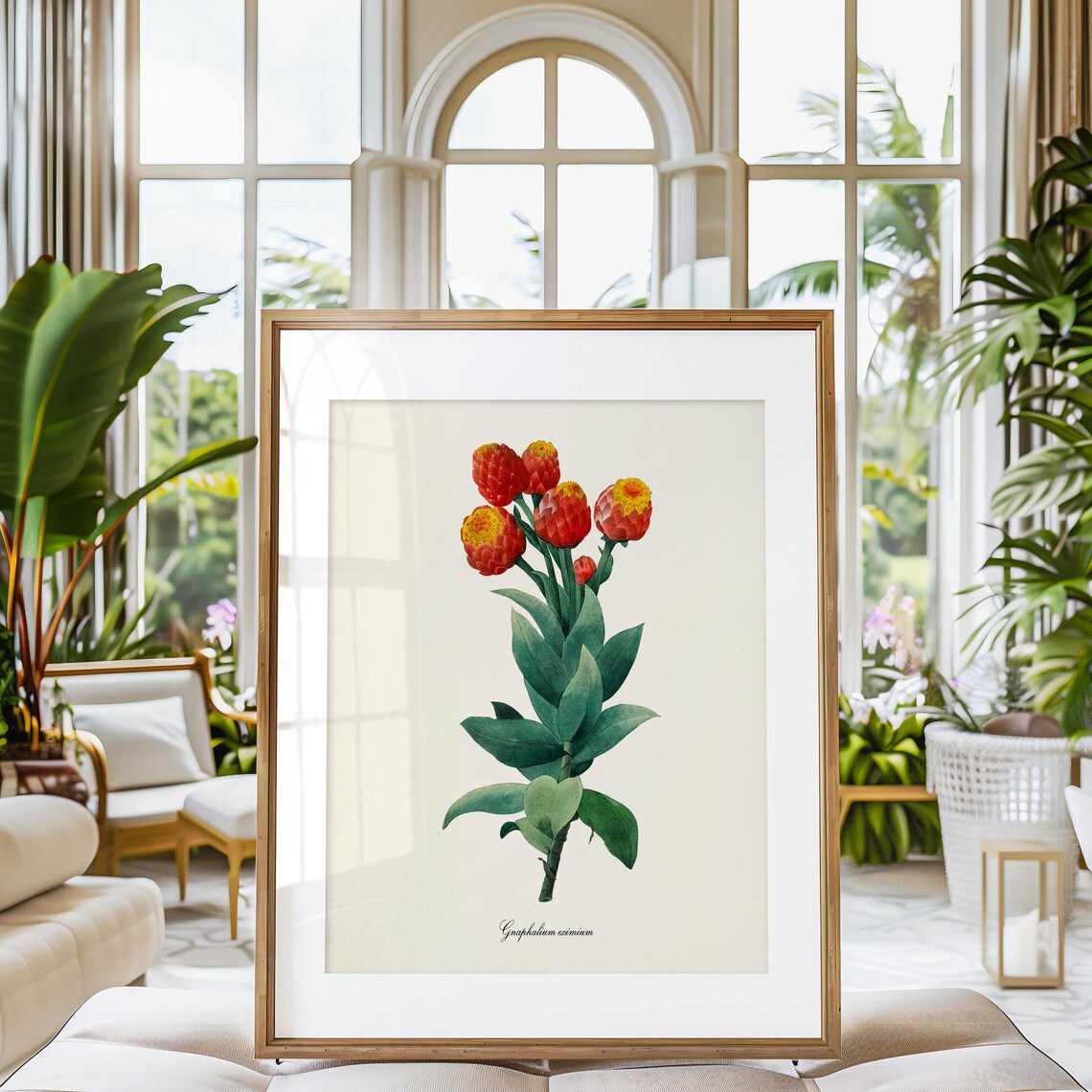 Gnaphalium Eximium Botanical Art Print, Redoute - Image 3