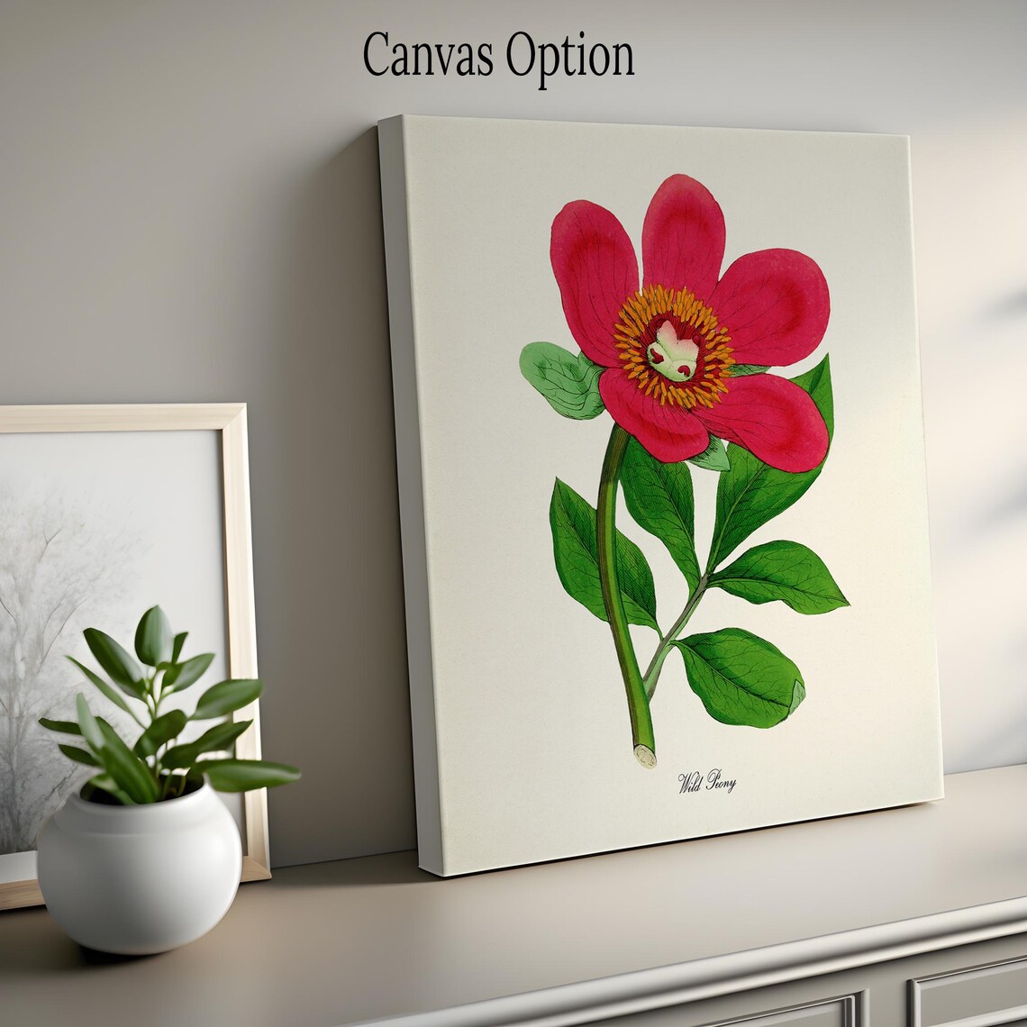Wild Peony Botanical Art Print, Paeonia Officinalis - Image 2