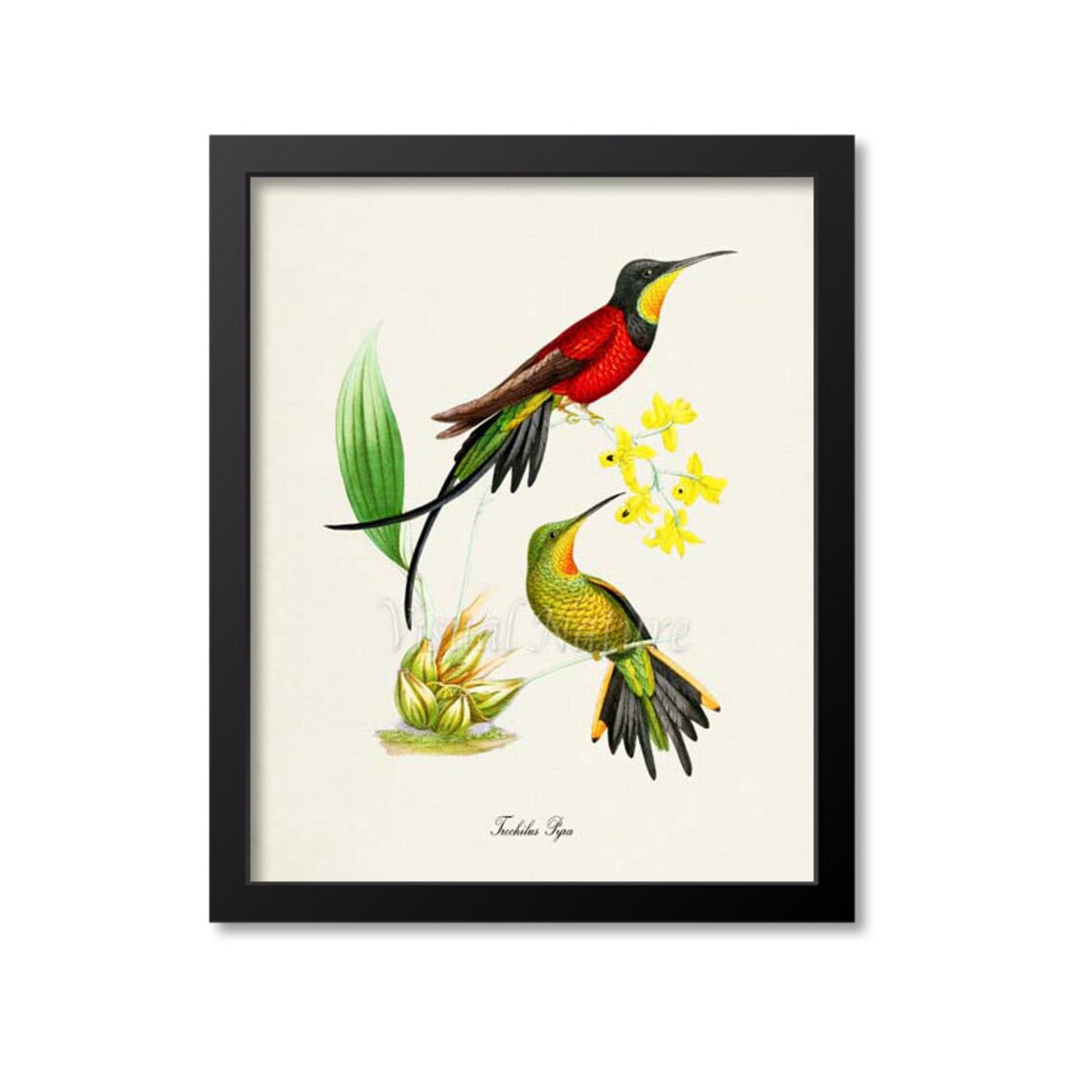 Hummingbird Bird Art Print, Floral Garden Poster