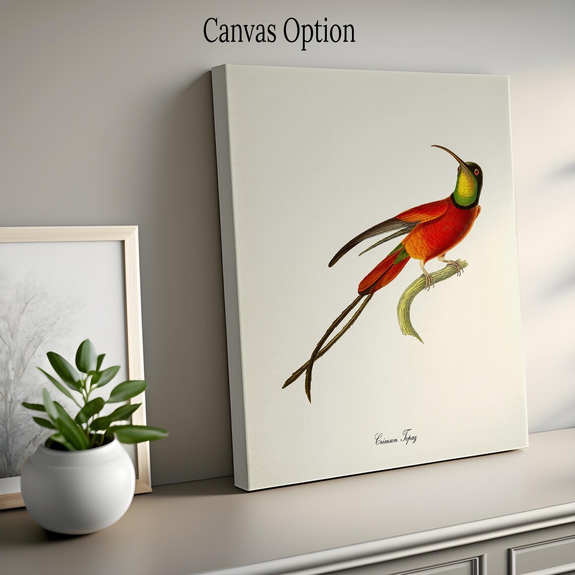 Crimson Topaz Hummingbird Scarlet Vintage Natural History Poster - Image 2