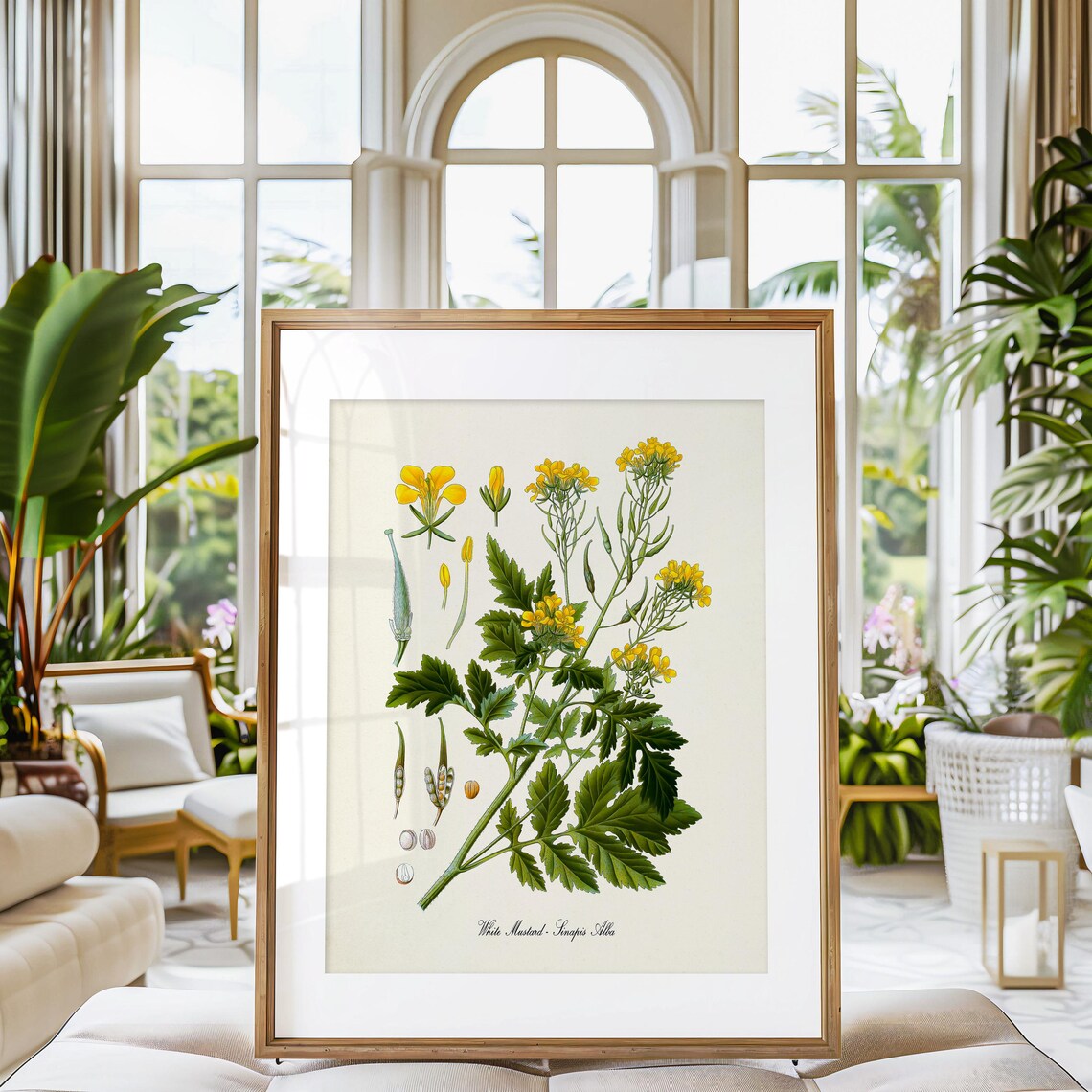 White Mustard Botanical Art Print, Sinapis Alba - Image 3
