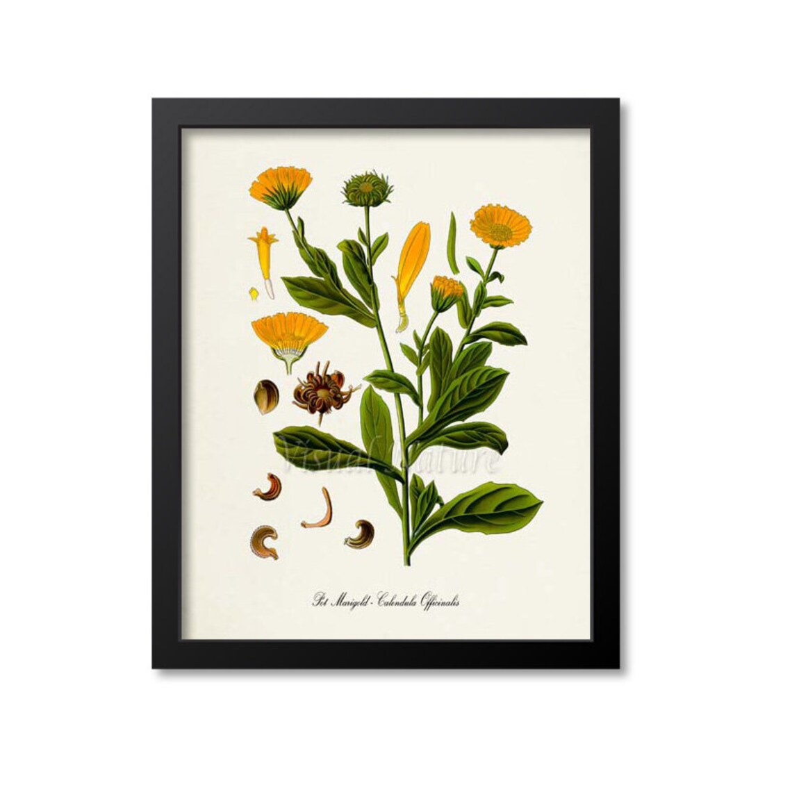 Pot Marigold Botanical Art Print, Calendula Officinalis