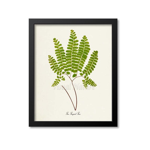Five Fingered Fern Art Print, Botanical Wall Art