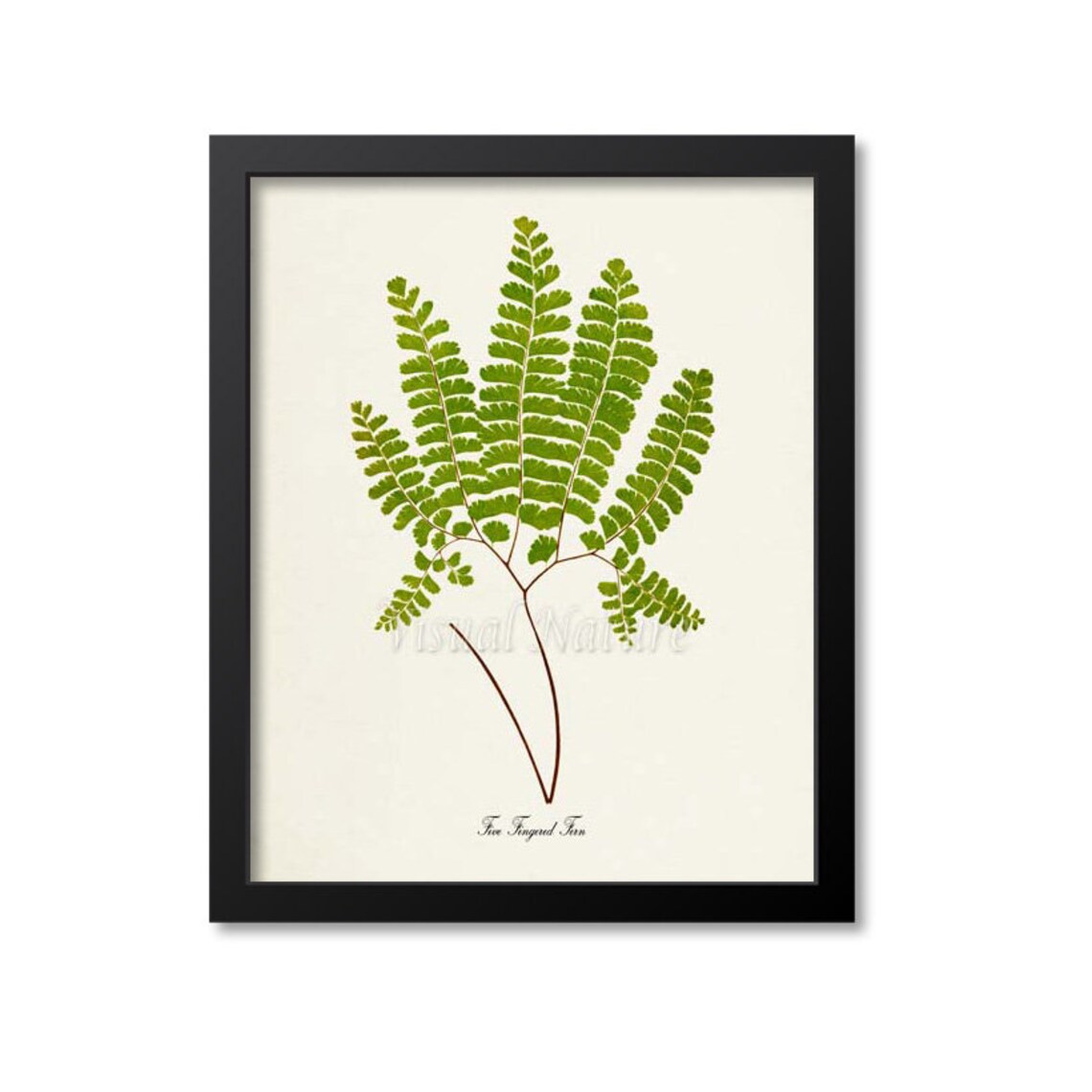 Five Fingered Fern Art Print, Botanical Wall Art