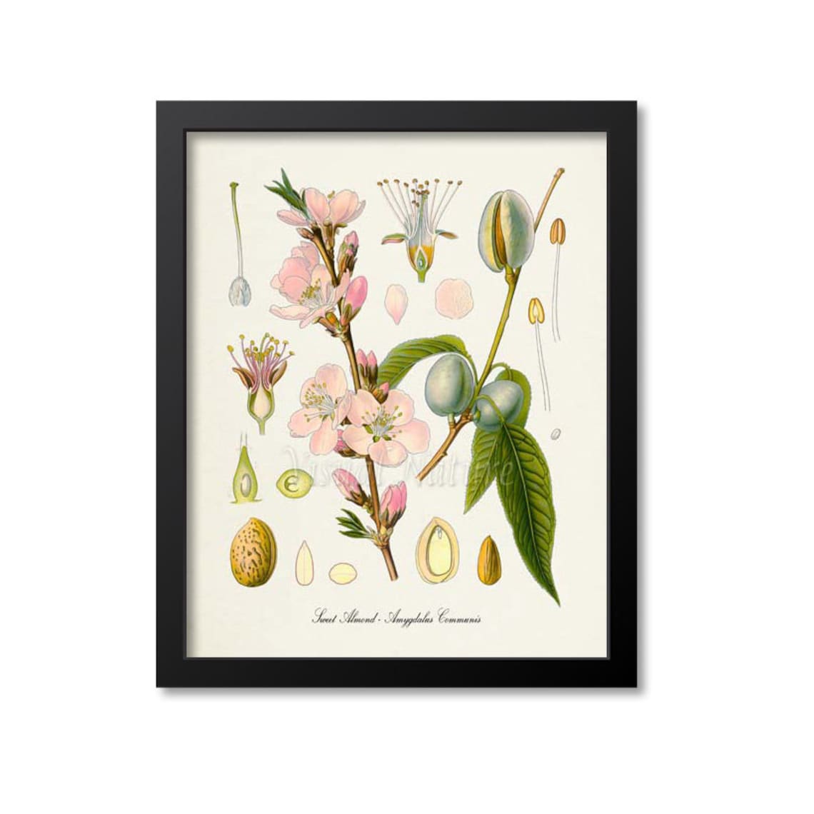 Sweet Almond Botanical Print, Kitchen Art Print
