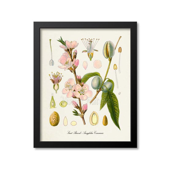 Sweet Almond Botanical Print, Kitchen Art Print