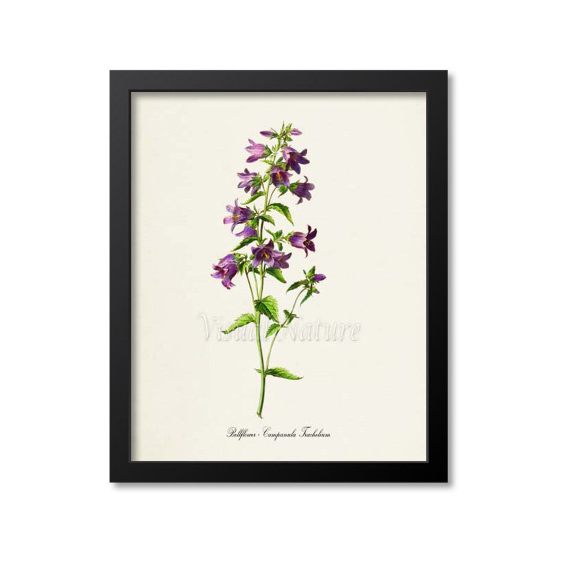 Purple Bellflower Campanula Trachelium Wildflower Botanical Poster