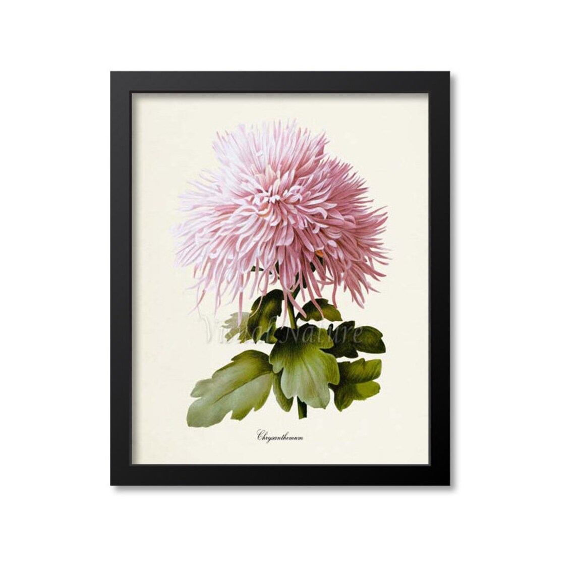 Pink Chrysanthemum Botanical Art Print, Floral Poster