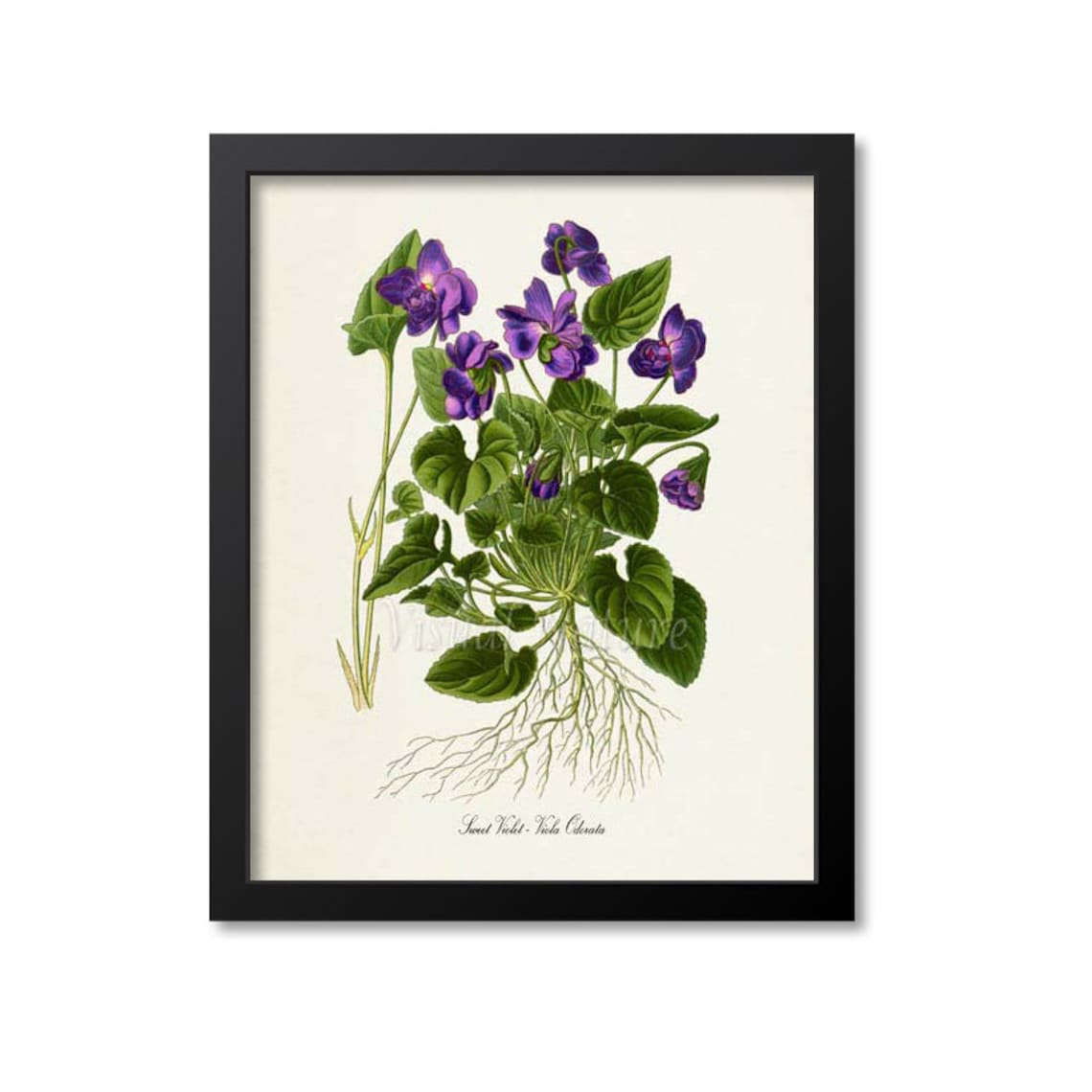 Sweet Violet Botanical Art Print, Purple Viola Odorata
