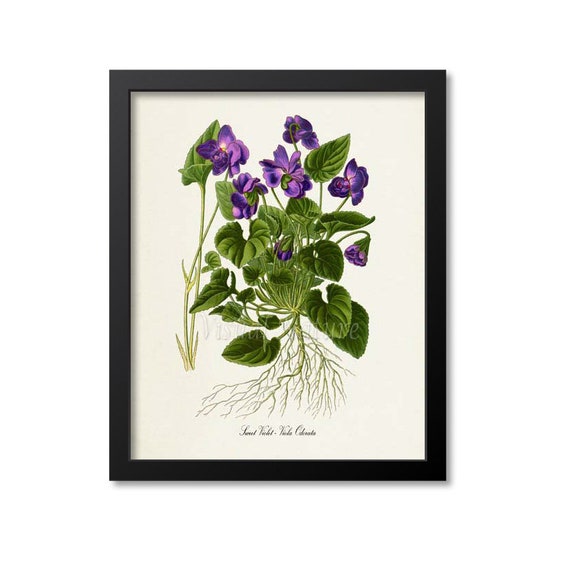 Sweet Violet Botanical Art Print, Purple Viola Odorata
