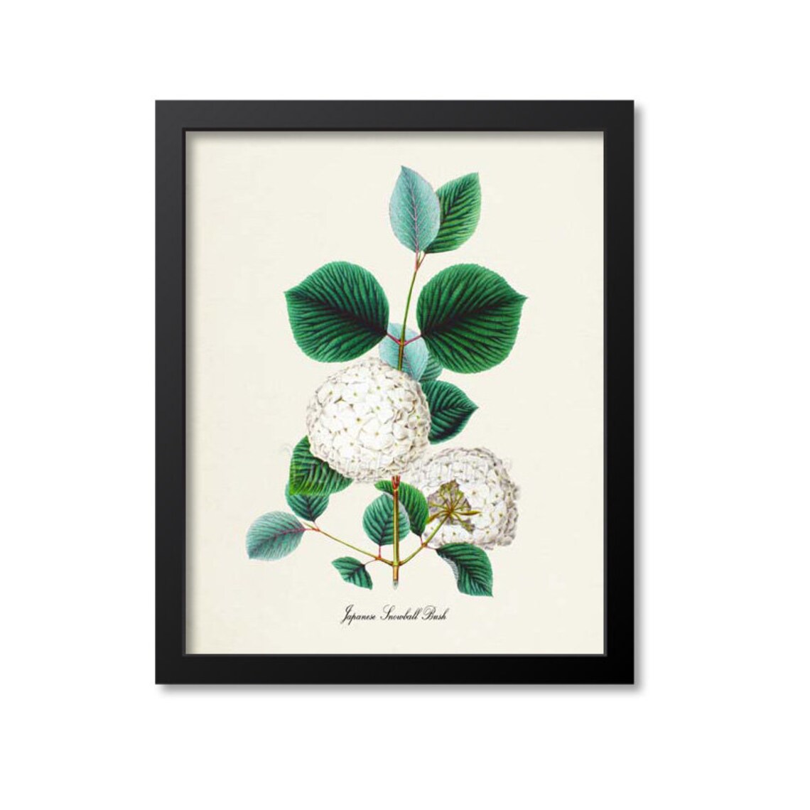 Japanese Snowball Bush Botanical Floral Art Print