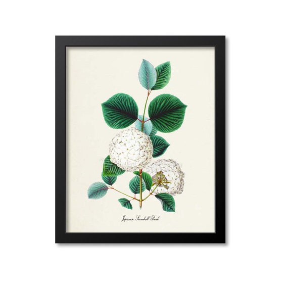 Japanese Snowball Bush Botanical Floral Art Print