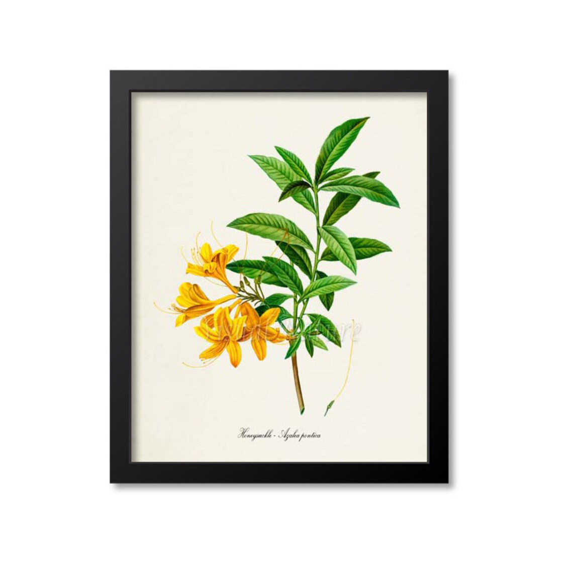Honeysuckle Flower Botanical Art Print, Azalea Pontica