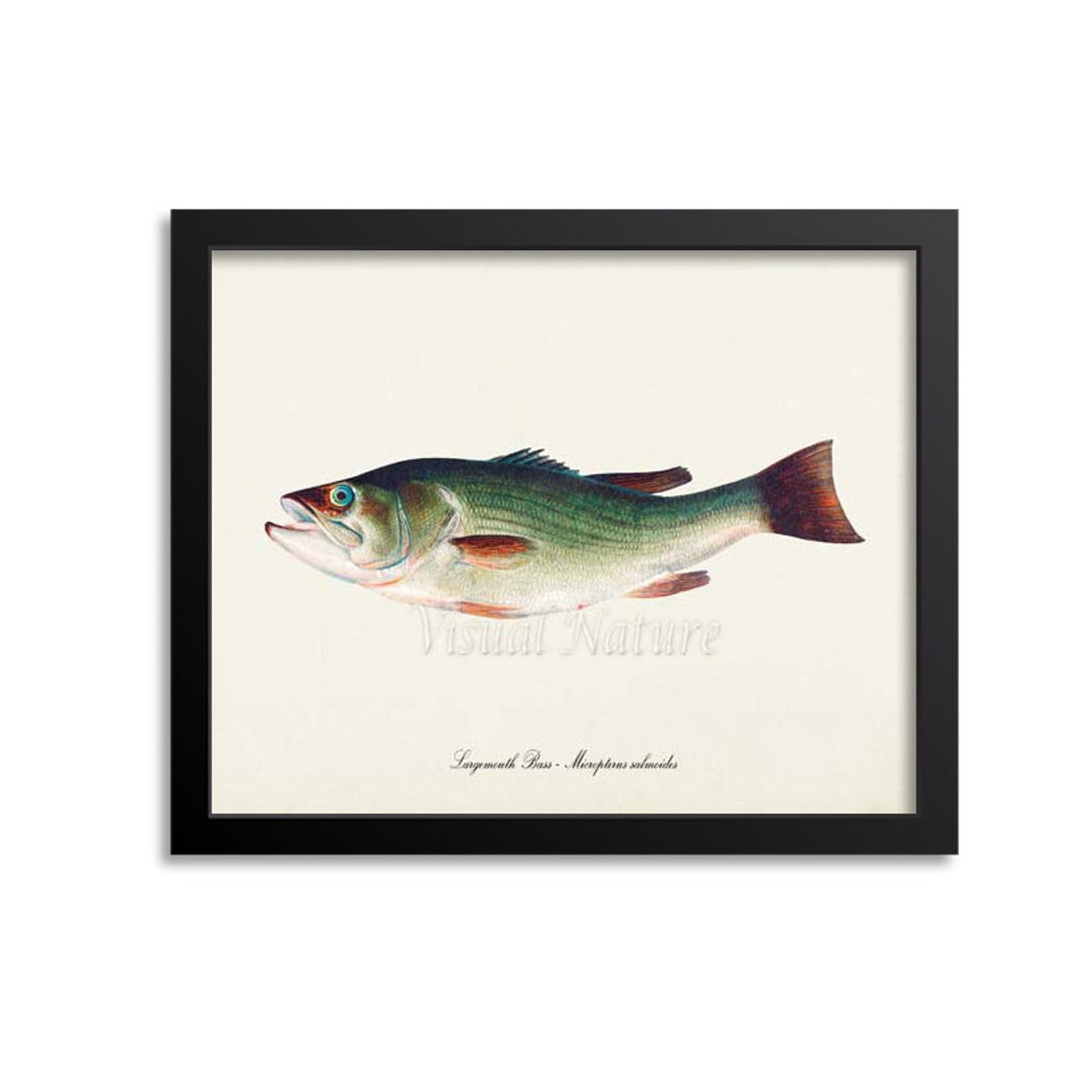 Largemouth Bass Vintage Naturalist Fish Illustration Wall Poster