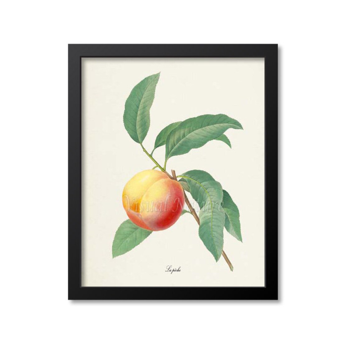 Peach Botanical Art Print, Redoute-Inspired La Peche