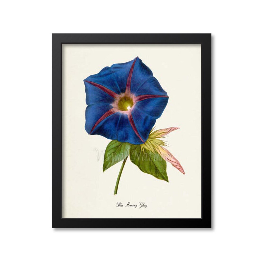 Blue Morning Glory Botanical Floral Art Print
