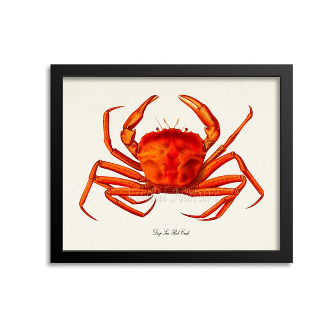 Deep Sea Red Crab Art Print, Ocean Sea Life Decor