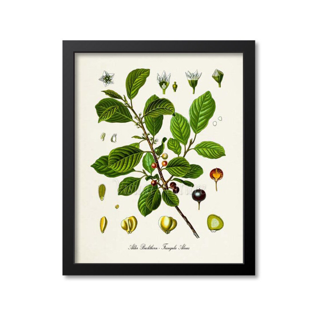 Alder Buckthorn Botanical Art Print, Frangula Alnus