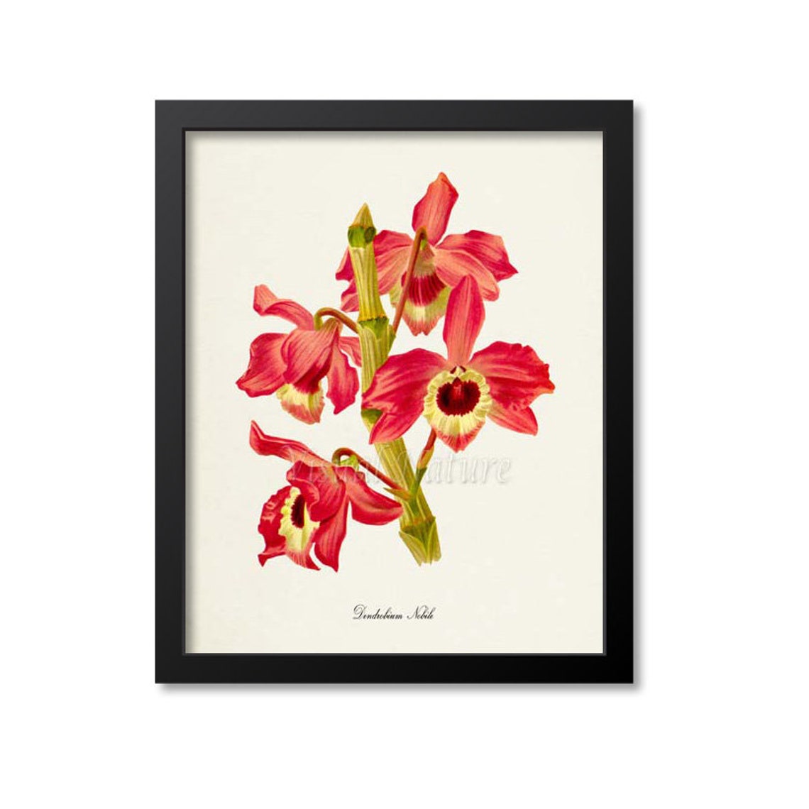 Elegant Dendrobium Nobile Red Orchid Vintage Botanical Poster